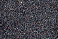 High-resolution macro of blue poppy seeds, accurately representing Spice Czar Blue Poppy Seeds. CC0 public-domain image via PxHere.