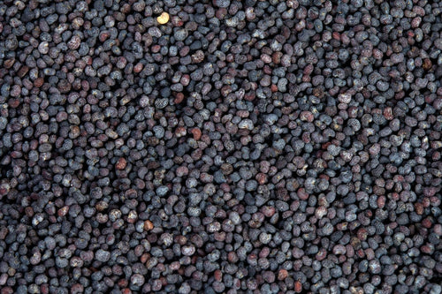 High-resolution macro of blue poppy seeds, accurately representing Spice Czar Blue Poppy Seeds. CC0 public-domain image via PxHere.