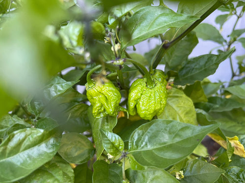 Actual Carolina Reaper chile pepper representing the extreme-heat pepper base of Spice Czar Carolina Reaper Garlic Pepper. Photo by Sarah Stierch via Wikimedia Commons, CC BY 4.0.