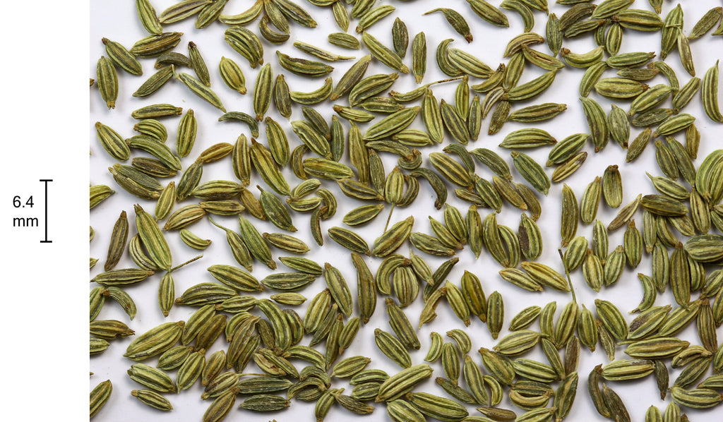 High-resolution whole fennel seeds, accurately representing Spice Czar Fennel Seeds. Photo by Sanjay Acharya via Wikimedia Commons.