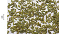 High-resolution whole fennel seeds, accurately representing Spice Czar Fennel Seeds. Photo by Sanjay Acharya via Wikimedia Commons.