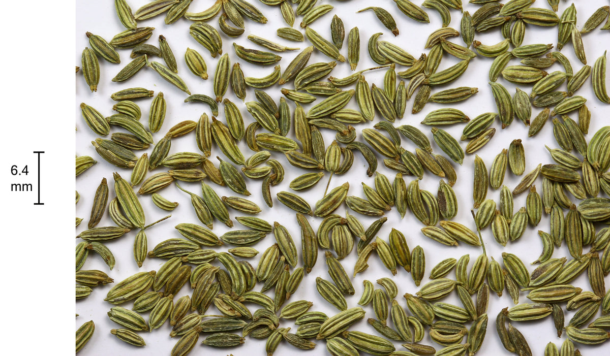 High-resolution whole fennel seeds, accurately representing Spice Czar Fennel Seeds. Photo by Sanjay Acharya via Wikimedia Commons.