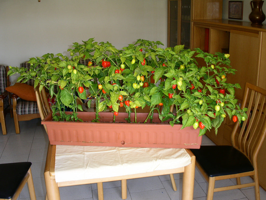 Ripe habanero peppers representing the fruity heat in Spice Czar Honey Habanero Rub. Photo by Stefano Brivio via Wikimedia Commons/Flickr, CC BY 2.0.