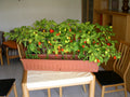 Ripe habanero peppers representing the fruity heat in Spice Czar Honey Habanero Rub. Photo by Stefano Brivio via Wikimedia Commons/Flickr, CC BY 2.0.