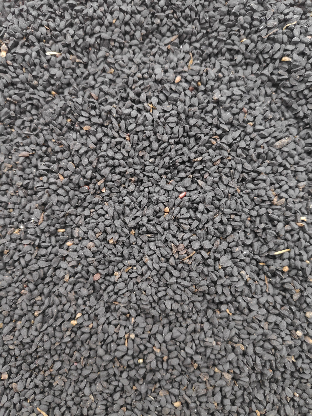 High-resolution Nigella sativa seeds, accurately representing Spice Czar Nigella Seeds. Photo by Gaurav Dhwaj Khadka via Wikimedia Commons, CC BY-SA 4.0.