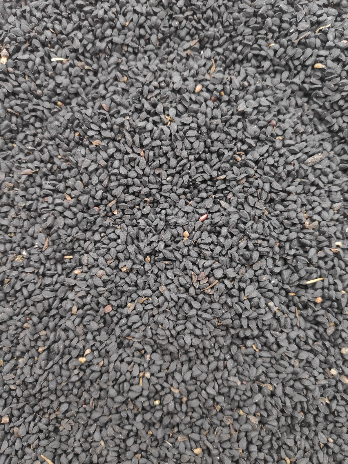 High-resolution Nigella sativa seeds, accurately representing Spice Czar Nigella Seeds. Photo by Gaurav Dhwaj Khadka via Wikimedia Commons, CC BY-SA 4.0.